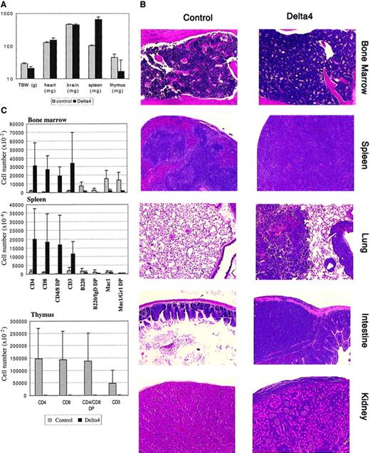 Fig. 4. Effect of Delta4 expression on lymphoproliferative disease. / Delta4 expression causes severe lymphoproliferative disease. Animals were killed at week 15, and tissues were collected for histology and FACS analysis; MSCVpac, n = 4; MigR, n = 2; MSCVpacDelta4, n = 2; MigRDelta4, n = 2. (A) The mean values ± SD for total body and organ weights are shown. (B) Representative paraffin sections stained with hematoxylin and eosin are shown for bone marrow, spleen, lung, intestine, and kidney from control animals and animals transduced with Delta4. Magnification × 200. (C) Single-cell suspensions were prepared from bone marrow, spleen, and thymus and stained with the antibodies indicated. Mean values (± SD) for the numbers of positive cells are given with the use of gating as shown in Figure3A.