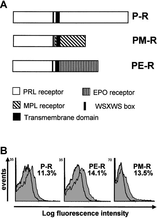Fig. 1. Schematic representation and FACS analysis of chimeric receptors expression. / (A) Schematic representation of P-R and chimeric receptors PM-R and PE-R. P-R is the normal rabbit prolactin receptor; PM-R contains the extracellular part of the rabbit prolactin receptor fused to the transmembrane and the intracellular domain of murine MPL; PE-R is composed of the extracellular part of the rabbit prolactin receptor fused to the transmembrane and the intracellular domain of murine EPO-R.22 All constructs were subcloned into the MSCV retroviral vector. (B) FACS analysis of the expression of the chimeric receptors in fetal liver cells. Cells were stained with the anti–PRL-R monoclonal antibody M110 (gray peak) or isotype control antibody (open peak) 48 hours after infection. Second-step antibody was a PE-conjugated goat anti–mouse F(ab′)2. The percentage of fetal liver cells expressing P-R, PE-R, and PM-R is indicated.