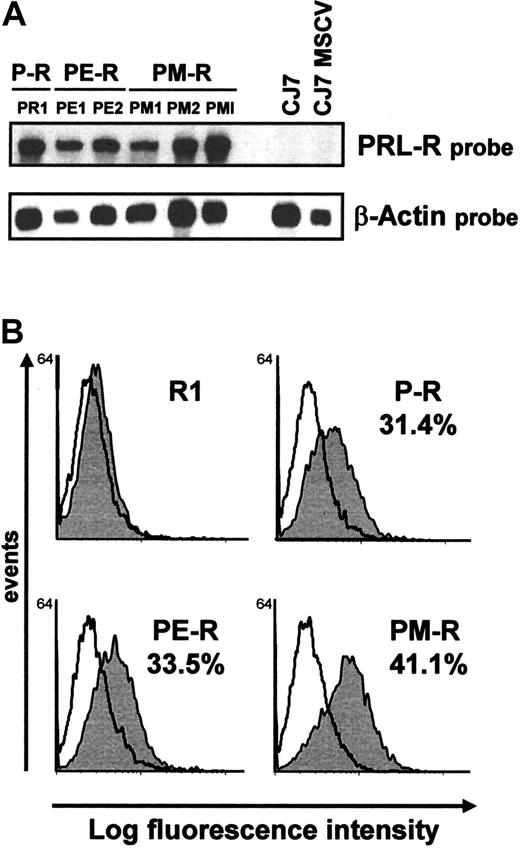 Fig. 4. Analysis of chimeric receptor expression in undifferentiated ES cells by RNase mapping and by FACS analysis. / (A) Expression of chimeric receptors (clone PR1 for P-R, clones PE1 and PE2 for PE-R, clones PM1 and PM2 for PM-R) after CJ7 cell electroporation, by RNase mapping. CJ7 and CJ7 MSCV RNAs were used as negative controls. Actin RNA expression was used as an internal control. A comparison of PM-R expression after ES cell electroporation or after viral infection (PMI) is also shown. (B) ES cell surface expression of chimeric receptors was determined by FACS analysis using M110 monoclonal antibody. Undifferentiated ES cells were dissociated with Accutase (PAA Laboratories, Les Mureaux, France) prior to incubation with the antibody. The percentage of ES cells expressing P-R, PE-R, and PM-R is indicated.