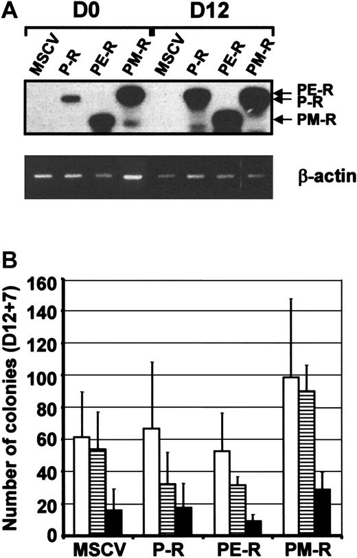 Fig. 5. Expression of PRL-R chimeric receptors and hematopoietic progenitor levels after in vitro hematopoietic differentiation of ES cells. / (A) Chimeric receptor expression was determined in undifferentiated ES cells (D0) and in embryoid bodies (EBs) 12 days after induction of differentiation (D12) by RT-PCR. Thirty-five cycles of PCR were performed, and the specificity of the PCR products was confirmed by Southern blot analysis with a specific internal oligonucleotide. (B) Hematopoietic progenitor content analysis of D12 EBs. EBs were collected, dissociated in collagenase solution and their hematopoietic progenitor content established by clonogenic assays in the presence of 7GF cocktail 12 days after induction of hematopoiesis. Colonies were scored 7 days later (D12 + 7). Types of colonies (CFU): ■, granulocyte-macrophage (-GM); ▤, burst-forming unit-erythroid (BFU-E); ▪, mixed (-Mixt).