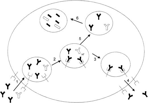 Fig. 7. A proposed mechanism for IVIG effects on increased antiplatelet antibody clearance. / (1) IVIG (black IgGs) and 7E3 (white IgGs) are taken into the cell by pinocytosis. (2) At physiologic pH, IgG has low affinity for the FcRn receptor, but as the pH decreases following endocytosis, the affinity of IgG for the FcRn receptor increases and the IgG binds to the receptor. Because of the much greater concentrations of IVIG relative to 7E3, IVIG is bound preferentially to the receptor. (3) Bound IgG molecules are protected from release into the lysosome, and (4) eventually returned to the circulation (5). Unbound IgG proceeds to the lysosome (6) where it is catabolized by proteases.