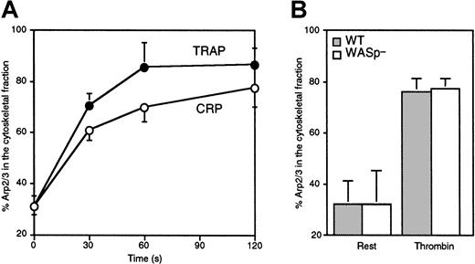 Fig. 4. Arp2/3 complex incorporation into the platelet cytoskeleton. / (A) WAS platelets were activated with 25 μM TRAP (●) or 3 μg/mL CRP (○) for the indicated times. (B) Wild-type (░) and WASp-deficient (■) mouse platelets were activated with 1 U/mL thrombin for 1 minute. F-actin–associated Arp2/3 complex was collected by centrifugation of Triton X-100 platelet lysates at 100 000g for 30 minutes at 4°C. F-actin–associated and soluble fractions were displayed by SDS-PAGE, transferred onto an Immobilon-P membrane, and probed with a rabbit polyclonal antibody directed against Arp3. The amount of Arp2/3 complex in the cytoskeletal fraction relative to total was quantified by densitometric analysis of the immunoblots. Values are mean of 3 to 4 experiments ± SD.