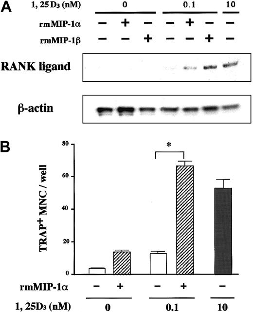 Fig. 8. MIP-1 induces stromal cell RANK ligand expression and osteoclastogenesis. / (A) MIP-1 induction of RANK ligand mRNA expression by a mouse marrow stromal cell line, ST-2. ST-2 cells were cultured with or without recombinant mouse (rm) MIP-1α or MIP-1β at 10 ng/mL in the presence or absence of a suboptimal concentration (0.1 nM) of 1α,25-dihydroxyvitamin D3. RANK ligand mRNA expression was determined by RNase protection assay as described in “Materials and methods.” The lower panel shows β-actin mRNA expression as a loading control. (B) MIP-1 induction of osteoclast differentiation of C7 in cocultures with ST-2 cells. A mouse preosteoclast cell line, C7, was cocultured with ST-2 cells with or without rmMIP-1α at 10 ng/mL in the presence or absence of 0.1 nM 1α,25-dihydroxyvitamin D3. Osteoclast differentiation was examined by counting the number of TRAP+ MNCs after 8 days of culture as described in “Materials and methods.” Results represent a mean of 5 samples with an error bar of SD. * indicates significantly different from the control culture without treatment (P < .05, ANOVA with Scheffe post hoc tests).