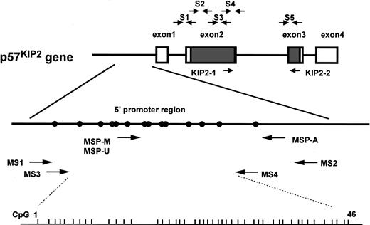 Fig. 1. Genomic structure ofp57KIP2 gene and location of primers used in this study. / Short vertical bars on bottom line show sites of CpG(1-46) analyzed by bisulfite sequencing; open rectangle, noncoding region ofp57KIP2 gene transcripts; shaded rectangle, coding region ofp57KIP2 gene transcripts; closed circle, putative transcriptional factor binding site (Hatada and Mukai22); S1-S5, primer sets for PCR–single-strand conformation polymorphism (PCR-SSCP) (Hatada and Mukai22); KIP2-1 and KIP2-2, primer set of RT-PCR (see “Materials and methods”). Methylation-specific PCR (MSP) with the use of primer sets specific for methylated DNA (MSP-M), MSP with the use of primer sets specific for unmethylated DNA (MSP-U), and MSP-A indicate primers for MSP analysis (see “Materials and methods”); MS1, MS2, MS3, and MS4, primers for bisulfite sequencing analysis (see “Materials and methods”). Locations of these primers (in relation to the transcriptional start site ofp57KIP2 gene) are as follows: MSP-M, bp −282 to −263; MSP-U, bp −289 to −263; MSP-A, bp −41 to −20; MS1, bp −460 to −441; MS2, bp +75 to +91; MS3, bp −418 to −401; MS4, bp −148 to −125.