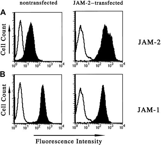 Fig. 1. Increased JAM-2 expression on transfection of tEnd.1 endothelial cells. / Cytofluorometric analysis of JAM-2 and JAM-1 expression on endothelial cells with or without transfection of exogenous JAM-2: monoclonal antibodies used for staining were anti–JAM-1 (H202 106.7.4, lower panels), anti–JAM-2 (CRAM-13 H33, upper panels) and are represented by solid histograms. Open profiles represent the negative control obtained using the secondary antibody alone. The left panels show nontransfected cells and the right panels show cells transfected with JAM-2.