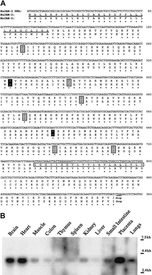 Fig. 4. Nucleotide sequence of human JAM-2 cDNA and Northern blot analysis of human JAM-2 transcript. / (A) The putative leader peptide and the putative transmembrane region are, respectively, underlined and boxed. Cysteine residues participating in Ig folds of the membrane distal V domain and membrane proximal C2 domains are boxed in gray. The putative N-glycosylation sites are marked by black boxes. The human cDNA sequence is accessible from sequence database under accession number AJ344431. (B) Multiple tissue blot (Clontech) comprising human poly-A(+) mRNA hybridized with JAM-2 probe. Sizes are indicated on the right.
