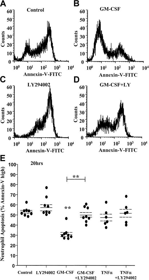 Fig. 3. GM-CSF prevents the externalization of phosphatidylserine through a PI3-kinase–dependent mechanism. / Freshly isolated human neutrophils were cultured in the presence or absence of GM-CSF (10 ng/mL) or TNF-α (200 U/mL) with or without LY294002 (10 μM) for 20 hours. Cells were harvested, and PS exposure was quantified by flow cytometry as described in the “Materials and methods” section. (A-D) Representative fluorescent histograms of 10 000 events showing the level of AnV binding at 20 hours for (A) control, (B) GM-CSF–, (C) LY294002-, and (D) GM-CSF + LY294002–treated cells. AnV staining is a marker of PS exposure on the cell outer plasma membrane. GM-CSF inhibited AnV staining, indicative of an inhibition of neutrophil apoptosis. The survival effect was abolished by coincubation with LY294002. (E) Quantitation of the percentage AnV high-staining cells at 20 hours following incubation with GM-CSF, TNF-α, or LY294002, or all of them, as indicated. Data represent percentage AnV high cells from 8 independent experiments, each performed in triplicate, together with mean ± SEM values. **P < .005 compared with control, unless otherwise indicated.