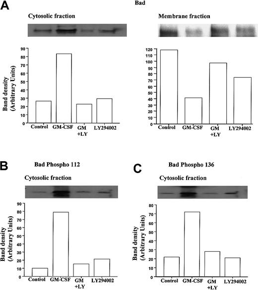 Fig. 6. GM-CSF increases the cytosolic accumulation and phosphorylation of Bad in neutrophils. / Human neutrophils were incubated for 30 minutes in the presence or absence of GM-CSF (10 ng/mL) with or without LY294002 (10 μM). Neutrophil lysates were prepared, and total Bad and phospho Ser-112 and Ser-136 Bad were quantified by Western blotting of cytosolic and membrane fractions, as detailed in the “Materials and methods” section. Cytosolic immunoprecipitates and blots were performed using cell lysates prepared with hypotonic lysis buffer containing 0.05% NP-40 and centrifuged at 22 000g (20 minutes, 4°C); detergent was omitted from the initial lysis buffer used to prepare the membrane fractions that were subsequently pelleted at 104 000g (30 minutes, 4°C) and resuspended in buffer containing 0.1% Triton-X100. (A) Representative immunoblots (with corresponding densitometry) demonstrating that GM-CSF increased the amount of total immunoreactive Bad within the cytosolic compartment of neutrophils and caused a reciprocal loss in membrane associated Bad. Both effects were inhibited by LY294002. (B, C) Phosphorylation status of cytosolic Bad was assessed using phosphospecific antibodies to Ser112 and Ser136. Representative immunoblots and densitometry analyses indicate that GM-CSF substantially increased the phosphorylation of cytosolic Bad at Ser112 and Ser136 through a PI3-kinase–dependent mechanism. Identical data were obtained in 3 further independent experiments.