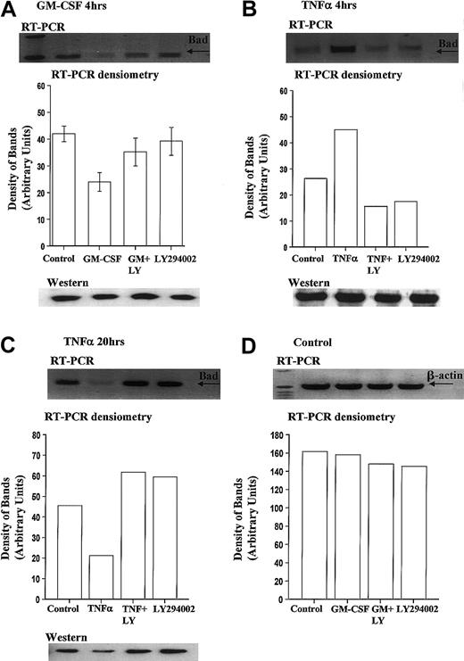 Fig. 7. GM-CSF significantly reduces Bad transcription in human neutrophils. / Human neutrophils were incubated in the presence or absence of GM-CSF (10 ng/mL) or TNF-α (200 U/mL) with or without LY294002 (10 μM). Total RNA was isolated using TRIzol, and RT-PCR was carried out as described in the “Materials and methods” section. (A) Neutrophils incubated for 4 hours with GM-CSF showed a PI3-kinase–dependent decrease in the amount of Bad mRNA. Incubation with TNF-α led to a PI3-kinase–dependent increase in Bad mRNA at 4 hours (B) and a decrease in Bad mRNA at 20 hours (C). (D) Equal amplification of β-actin transcripts confirmed identical total RNA content of the samples at 4 hours (20-hour data not shown for clarity). Single representative immunoblots and corresponding densitometric analysis are shown. Corresponding immunoblots demonstrate the amount of total Bad present in neutrophil whole-cell lysates at these times. The data in panel A represent the mean ± SEM of 6 independent experiments.