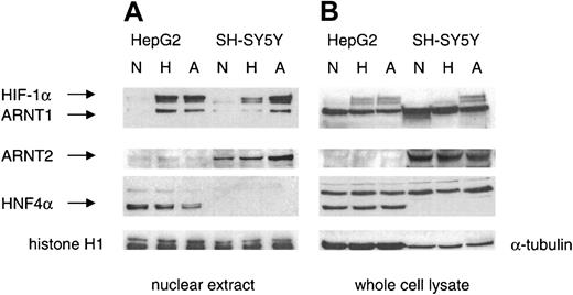 Fig. 3. Expression of HIF-1α, ARNT1, and ARNT2 but not HNF4α in SH-SY5Y cells. / Western blot analyses of nuclear extracts (20 μg) and whole-cell lysates (75 μg) from SH-SY5Y and HepG2 cells exposed to normoxia (N), hypoxia (H), and anoxia (A) for 4 hours were performed with antibodies against HIF-1α, ARNT1, ARNT2, and HNF4α. Antibodies against histone H1 and α-tubulin were used as loading controls for nuclear extracts and total-cell lysates, respectively.