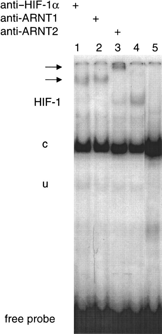 Fig. 4. Hypoxic-inducible HIF-1 DNA-binding activity in SH-SY5Y cells. / EMSAs of nuclear extracts prepared from SH-SY5Y cells exposed to anoxia for 4 hours were performed with the 32P-labeled EPOWt oligonucleotide. The HIF-1 complex, the constitutive (c), the unspecific band (u), and the free probe are indicated. Supershifted bands are indicated by arrows. Supershift analyses were performed with anti–HIF-1α (lane 1), anti-ARNT1 (lane 2), and anti-ARNT2 (lane 3) antibodies. Lane 4 represents the inducible HIF-1 band without any antibody. No inducible HIF-1 band was obtained when the nuclear extract was incubated with the EPOMut oligonucleotide (lane 5).