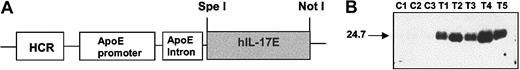 Fig. 2. Human IL-17E transgenic construct and protein expression in mice. / (A) Transgenic IL-17E overexpression construct, ApoE–hIL-17E, indicating ApoE promoter and HCR upstream of subcloned hIL-17E cDNA sequence. Restriction sites used are indicated. (B) Mouse sera (5 transgenics, T1-T5, and 3 littermate controls, C1-C3) were run in reducing conditions on a 14% Tris-Glycine gel, probed with conditioned media containing anti–hIL-17E, followed by incubation with HRP-linked secondary antibody (1:4000) and detected by chemiluminescence; 10-second exposure.