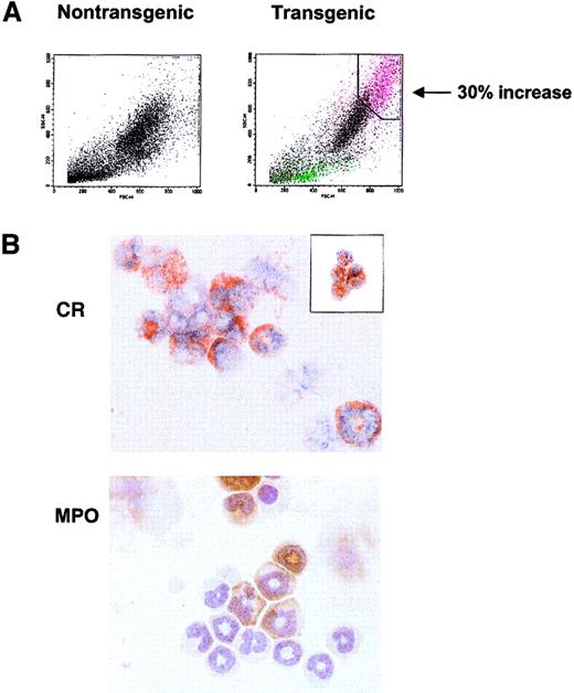 Fig. 5. Distinct granular populations arise in the hIL-17E transgenic bone marrow. / (A) FACS light scatter dot plots of nontransgenic control (left plot) and transgenic (right plot) bone marrow cells, identifying novel highly granular, increased population in the transgenic animal. This population is indicated in pink, correlating to a 30% increase over the control. Plots represent one transgenic animal (Tg, n = 5; all displayed similar phenotype). (B) Sort of the transgenic granulocytic population reveals immature eosinophils and neutrophils comprise this population. Bone marrow from one high-expressing hIL-17E transgenic line was sorted based on high scatter properties identified in panel A and cytospots of sorted cells were stained with either CR (upper panel) or MPO (lower panel). Inset of CR staining represents transgenic bone marrow sort using CD11c-FITC and CD45-PE marker as well as light scatter plots.
