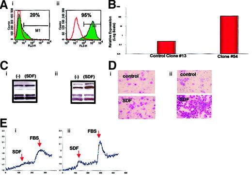 Fig. 2. Analysis of wild-type RD cells (left panels) and RD cells transfected with the. / PAX3-FKHR fusion gene (right panels). (A) Expression of CXCR4 by FACS. (B) Expression of CXCR4 mRNA by RNase protection. (C) Phosphorylation of MAPK p42/44 by SDF-1β. (D) Directional chemotaxis to SDF-1β. Original magnification, × 400. (E) Calcium flux in response to SDF-1β or FBS. The experiments were repeated 3 times with similar results.