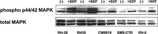 Fig. 3. Phosphorylation of MAPK p42/44 in human RMS stimulated by SDF-1β (500 ng/mL for 5 minutes). / The experiment was repeated twice with similar results. A representative study is shown.