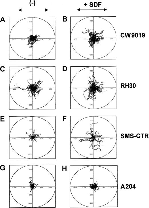 Fig. 5. SDF-1β induces locomotion of RMS cells. / Trajectories of 100 CW9019, 50 SMS-CTR, 100 RH30, and 100 A204 cells locomoting in RPMI-1640 (control conditions; A,C,E,G, respectively) and in the presence of SDF-1β (300 ng/mL; B,D,F,H, respectively) displayed in circular diagrams drawn with the initial point of each trajectory placed at the origin of the plot. The images were recorded for 200 minutes, and the positions of cell centroids at 5-minute time intervals were determined.