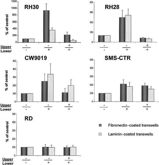 Fig. 7. Chemotaxis of RMS cells across transwell membranes covered with fibronectin (black bars) or laminin (dashed bars). / (A) RH30, (B) RH28, (C) CW9019, (D) SMS-CTR, and (E) RD cells. Left part of each panel shows chemotaxis to control medium (no SDF-1β in upper (−) and lower (−) chambers; middle part of each panel, chemotaxis to SDF-1β present (+) in lower chamber; right part of each panel, chemotaxis in the presence of SDF-1 in both upper (+) and lower (+) chambers. Data from 5 separate experiments are pooled together.