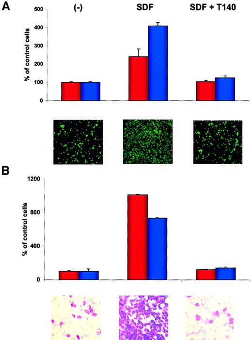 Fig. 9. T140 inhibits the SDF-1–directed metastatic behavior of RMS cells. / (A) Effect of T140 on adhesion of RH30 (red bars) and CW9019 (blue bars) cells to HUVECs. Upper panel, relative number of the cells; lower panel, calcein-am–labeled RH30 cells present on HUVECs, as detected by immunofluorescence microscopy. (B) Effect of T140 on chemotaxis of RH30 (red bars) and RH28 (blue bars) to the cultured bone marrow stromal cells. Upper panel, relative number of cells; lower panel, RH30 cells present on the lower side of pore membrane stained by hematoxylin-eosin. The experiments were repeated 4 times with similar results. Original magnifications: panel A, × 100; panel B, × 400.