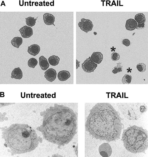 Fig. 3. Morphologic features of untreated and TRAIL-treated HL60 cells. / HL60 cultures were left untreated or were treated for 72 hours with TRAIL (0.2 μg/mL). After removing dead cells from the culture, cells were cytocentrifuged and stained with May-Grünwald-Giemsa solution (A) or were processed for transmission electron microscopy (B). In panel A, cells with monocytic morphology are indicated by asterisks. Representative fields of 5 separate experiments are shown. Original magnifications: × 400 (A), × 7000 (B).
