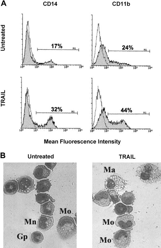 Fig. 8. Effect of TRAIL on committed myelocytic–monocytic precursors. / At days 4 to 8, serum-free liquid cultures of CB CD34+hemopoietic progenitors supplemented with SCF + GM-CSF were left untreated or were incubated with TRAIL for 3 additional days. (A) Phenotypical characterization of untreated and TRAIL-treated cultures by staining with anti-CD14 and anti-CD11b mAbs. Shadowed histograms represent cells stained with mAbs specific for the indicated antigens, whereas unshadowed histograms represent control cells, stained with control mAbs. Percentages of positive cells are indicated in each panel. Data shown are from a single experiment representative of 6 independent experiments with similar results. (B) Morphologic features of untreated and TRAIL-treated cultures revealed by staining with May-Grünwald-Giemsa solution. Different cell types are indicated. Mo indicates monocyte; Ma, macrophage; Gp, granulocyte precursor; Mn, monoblast. Representative fields of 6 separate experiments are shown. Original magnification, × 400.