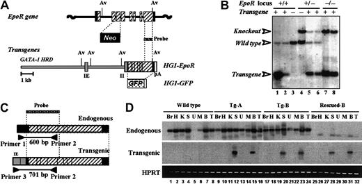 Fig. 1. Establishment of rescued EpoR mutant mouse lines. / (A) Structure of the wild-type and mutant EpoRlocus4 and design of the HG1-EpoR andHG1-GFP transgenes. The GATA-1–HRD minigene containing exons IE and II of the mouse GATA-1 gene was ligated to either EpoR or GFP cDNA to give HG1-EpoR andHG1-GFP, respectively. The translated and untranslated exons of the EpoR gene are shown as solid and hatched boxes, respectively. Neo, pA, and Av represent the neomycin resistance gene cassette, polyadenylation signal, and AvrII sites, respectively. (B) Genotyping of transgenic and rescued mice by Southern blot analysis. Tail DNA samples digested with AvrII were hybridized to the EpoR probe shown in panel A. Tg-A (lane 1) and Tg-B (lane 2) mice contain 40 and 4 copies of theEpoR transgene, respectively. Note that the wild-typeEpoR band (4.2 kb) is absent in lanes 7 and 8 (Tg-B rescued mice), and a knockout allele band is present in lanes 4 to 8. (C) Expected mRNA structures of endogenous and transgenic EpoR. Transgene-derived EpoR mRNA includes exons IE and II of theGATA-1–HRD, so that its amplicon can be distinguished from endogenous EpoR-derived mRNA using the primer sets shown. (D) Endogenous and transgenic EpoR mRNA expression determined by RT-PCR analysis. Samples of total RNA from various tissues of wild-type (lanes 1-8), Tg-A (lanes 9-16), Tg-B (lanes 17-24), and Rescued-B (lanes 25-32) mice were analyzed. PCR was performed using primer sets Primer 1 with 2 and Primer 3 with 2 to detect endogenous (600 bp) and transgenic (701 bp) EpoR transcripts, respectively. HPRT was used as an internal control. Br indicates brain; H, heart; K, kidney; S, spleen; U, uterus; M, muscle; B, bone marrow; and T, testis.