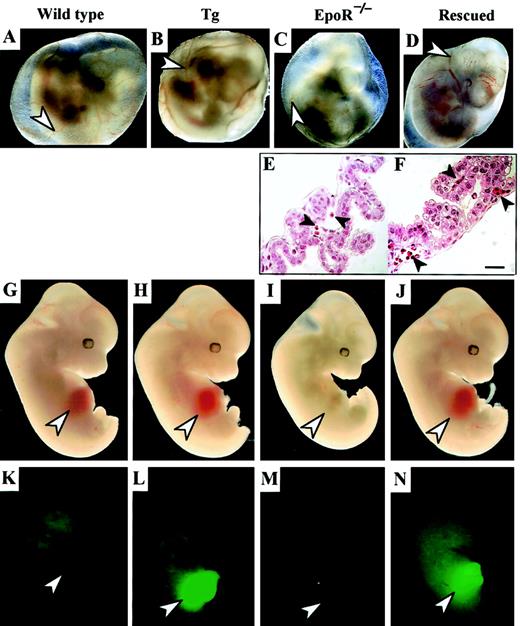 Fig. 2. EpoR-null embryos were rescued from severe anemia and embryonic death by hematopoietic lineage-specific expression of the EpoRtransgene. / A single litter obtained by crossingEpoR+/−::Tg withEpoR+/− mice was used in this study. Wild-type (A), Tg-B (B), EpoR−/− (C, E), and Rescued-B (D, F) embryos are shown. Panels A to D show whole E10.5 embryos, whereas panels E and F show sections of the yolk sac of E11.5 embryos. Note that the yolk sac blood vessels of the rescued embryo were filled by nucleated erythrocytes (arrowheads in panel F), whereasEpoR−/− embryo contained only a small number of erythrocytes (E). Scale bar, 50 μm. Whole E12.5 embryos are shown in panels G to J. In contrast to theEpoR−/− embryo (I), the size and redness of the liver (arrowhead) in the Rescued-B embryo (J) were similar to those of the Tg-B (H) and wild-type (G) embryos. The E12.5 embryos shown in the fluorescence images K to N were from a single litter obtained by crossing EpoR+/−::Tg-Awith EpoR+/− mice. Because HG1-EpoRand HG1-GFP transgenes were coinjected, transgenic EpoR expression could be monitored by the intensity of green fluorescence. Green fluorescence was detected only in the livers (arrowheads) of Tg-A (L) and Rescued-A (N) embryos.
