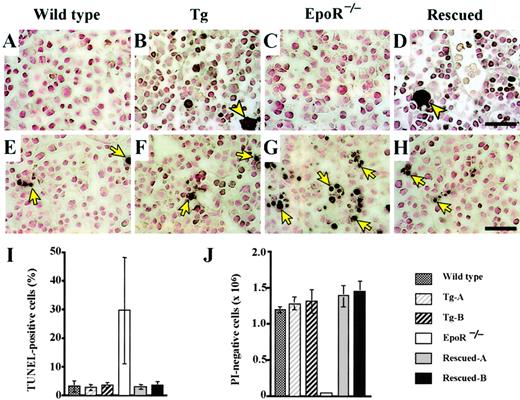 Fig. 3. Rescue of hematopoietic cells from apoptotic cell death by transgenic expression of EpoR in E12.5 embryonic livers. / (A-D) Sections of E12.5 embryonic livers were stained with anti-GFP antibody. GFP+ cells (stained purple) are expected to coexpress the EpoR transgene. Megakaryocytes (arrowheads) and erythroid cells were stained positive in Tg-A (B) and Rescued-A (D) embryos only. (E-H) TUNEL (terminal transferase-mediated dUTP nick-end labeling) assay of E12.5 embryonic liver cells. Nuclei of TUNEL-positive cells were stained purple (arrows). Although most cells in the EpoR−/− liver stained TUNEL positive (G), livers of the rescued (H), wild-type (E), and Tg-A (F) embryos contained only a small number of positive cells. Scale bar equals 50 μm (A-H). (I) TUNEL-positive cells as a percentage of the total liver cells counted in each section. (J) Number of PI-negative cells assessed by FACS analysis.