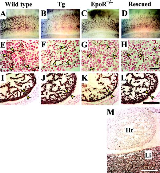 Fig. 5. Analyses of nonhematopoietic embryogenesis. / Whole E12.5 embryos and sections were stained with anti–PECAM-1 antibody. The morphology of the blood vessels (stained purple) in the lateral sides of somites (A-D, upside is dorsal) and fetal livers (E-H, arrowheads) of wild-type, transgenic (Tg), EpoR-null, and rescued embryos were compared. No differences were found among the embryos. In the embryonic heart sections (I-L), the smooth muscles of the left ventricles were stained with anti–alpha sarcomeric muscle actin antibody. Although the compact layer (between the arrowheads) of the rescued embryo (L) was normal, the compact layer of theEpoR−/−embryo (K) was considerably thinner than that of wild-type (I) and transgenic (J) embryos. (M) A section including the heart (Ht) and liver (Li) of a Rescued-A embryo was stained with anti-GFP antibody. GFP+ cells were not detected in the heart, but most of cells in the liver were GFP+, as seen by the purple staining. Scale bar, 50 μm (E-H) and 200 μm (I-M).