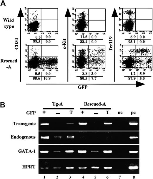 Fig. 6. Analyses of bone marrow hematopoiesis in transgenic-EpoR rescued mice. / (A) FACS analysis of the mononucleated cells in Rescued-A mice. PI-negative cells were gated, and fluorescence intensities were analyzed. (B) RT-PCR analysis of sorted bone marrow cells from Tg-A and Rescued-A mice. GFP-positive (+), GFP-negative (−), and total (T) fractions were sorted, and RNA was extracted. Endogenous EpoR, transgenic EpoR, and GATA-1 transcripts were detected by RT-PCR. Negative (nc) and positive (pc) controls were loaded in lanes 7 and 8, respectively.