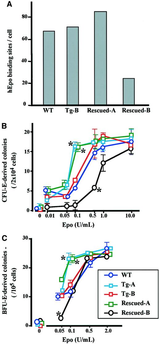 Fig. 7. Number of EpoR at the bone marrow cell surface and erythroid colony formation assay in differential concentrations of Epo. / (A) Number of radiolabeled recombinant human Epo binding sites at the surface of a bone marrow cell. Total mononuclear cells from the bone marrow of 4 to 8 mice at 10 to 12 weeks old were analyzed for each line. (B, C) Bone marrow cells were cultured for 3 days with different concentrations of Epo (B) or for 7 days with 50 ng/mL SCF and different concentrations of Epo (C) in methylcellulose medium. Erythroid colonies were counted by benzidine staining. *P < .01 compared with wild-type mouse.