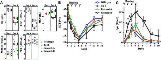 Fig. 8. Effect of EpoR on recovery from anemia. / Anemia was induced in 4 different EpoR genotypes of mice by withdrawing blood from the retro-orbital venous plexus every day for 4 days (day 1 to 4). Recovery from anemia was observed over a period of 1 week. (A) Peripheral blood indices of the 4 lines of mice under normal (day 1) and anemic (day 4) conditions are shown in each panel. Hb, MCV, RBC, WBC, and PLT are shown. HCT values (B) and Epo concentrations in the plasma (C) were measured daily. Results are shown with SD; n = 5 for each line. * indicates P < .01; +,P < .05 compared with wild-type mouse.