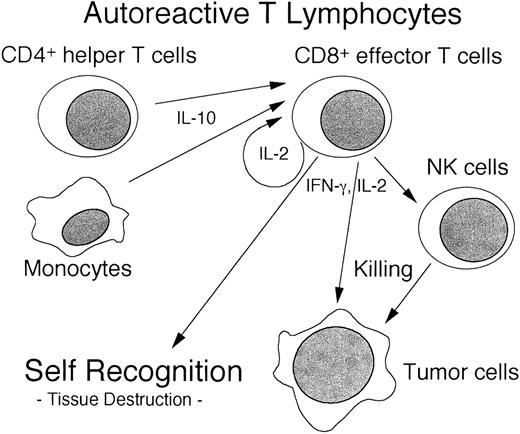 Fig. 8. Schematic model of autologous GVHD mechanism (hypothesis).