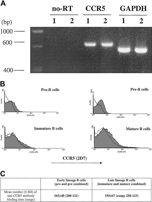 Fig. 1. CCR5 expression. / CCR5 expression during B-cell development in bone marrow as measured by RT-PCR (A), FACS (B), and QFACS (C). (A) CCR5 detection by RT-PCR of mRNA extracted from bone marrow B cells; lane 1, early-lineage B cells (pro-B and pre-B combined); lane 2, late-lineage B cells (immature B and mature B combined). no-RT indicates amplification of the PCR product not preceded by reverse transcription, to confirm that amplification from gDNA has not occurred. The results are representative of 3 experiments. (B) Surface expression of CCR5 on B-cell populations from bone marrow is shown. The shaded part of the histogram represents cells stained with anti-CCR5 antibody; the black line represents staining with the isotype control. The results are representative of 4 experiments. (C) The values represent the mean number of anti-CCR5 ABSs per cell for early lineage and late lineage bone marrow B cells. The results are representative of 3 experiments.