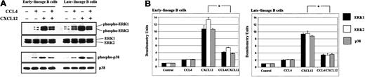 Fig. 9. CCL4 inhibits CXCL12-induced phosphorylation of the MAPK pathway in bone marrow B cells. / (A) Early- and late-lineage B cells were stimulated with medium alone, CCL4, CXCL12 or prestimulated first with CCL4, and then after 5 minutes, stimulated with CXCL12. The lysates were run on the gel, transferred to membrane, and immunoblotted with antibodies antiphospho-ERK1/2 or antiphospho-p38, followed by reprobing with anti-ERK1/2 or anti-p38 antibodies to verify the amount of proteins on the gels. (B) Densitometric histograms of the Western blot experiments. The fold increases in phosphorylation after stimulation represent mean values ± SD obtained from 2 experiments. *P < .05 paired t test 2-sided, where P represents a statistically significant decrease in ERK1, ERK2, and p38 phosphorylation in cells prestimulated with CCL4.
