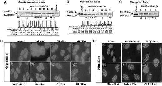Fig. 1. S-phase–specific monoubiquitination of the FANCD2 protein. / (A) HeLa cells were synchronized by the double-thymidine–block method. Cells corresponding to the indicated phase of the cell cycle, as determined by flow cytometric analysis of DNA content, were lysed and processed for FANCD2 immunoblotting. FANCD2-L is the monoubiquitinated isoform, and FANCD2-S is an unubiquitinated isoform. Immunoblots of FANCD2 during cell-cycle progression were also analyzed following synchronization by either nocodazole block (B) or mimosine block (C). (D) HeLa cells were blocked in M phase using nocodazole and subsequently released into drug-free medium to allow cell-cycle progression. At the indicated times following release (corresponding to the indicated phase of the cell cycle), cells were fixed, immunostained with anti-FANCD2 antibody, and analyzed by immunofluorescence microscopy. (E) Analysis of FANCD2 immunolocalization in HeLa cells synchronized with mimosine. Original magnification, × 600.