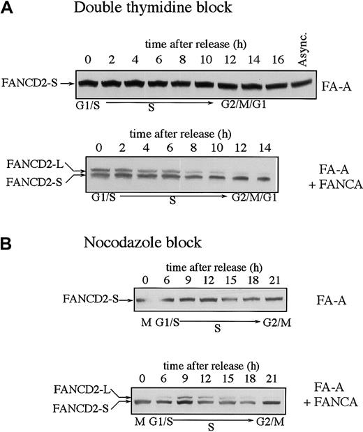 Fig. 2. Fanconi anemia (subtype A) cells are defective in the monoubiquitination of the FANCD2 protein during S phase. / SV40-transformed fibroblasts from an FA-A patient (GM6914) and GM6914 cells corrected with FANCA cDNA were compared. Cells were synchronized by either the double-thymidine–block method (A) or the nocodazole block method (B). FANCD2 was examined by anti-FANCD2 immunoblotting.