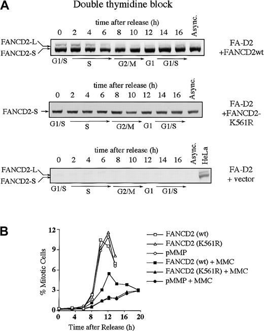 Fig. 3. Monoubiquitination of FANCD2 at Lys561 during S phase is required for normal cell-cycle progression. / (A) PD20 (FA-D2) fibroblasts were transduced with pMMP-FANCD2 (wt), pMMP-FANCD2 (K561R), or pMMP (empty vector), and stably transduced cells were selected in puromycin. Indicated cells were synchronized by double-thymidine block, and whole-cell lysates from the indicated cell-cycle stages were immunoblotted with the anti-FANCD2 monoclonal antibody. (B) Indicated transfectants were synchronized at the G1/S boundary by double-thymidine block and synchronously released into S phase. Where indicated, the cells were exposed to MMC (500 nM) for 2 hours, at 1 to 3 hours after release, followed by the removal of MMC and the addition of fresh medium. Progression of the indicated cell lines from G2 to M phase was determined by quantitating the percentage of cells with an elevated FACS signal with the MPM-2 antibody, as previously described.3031