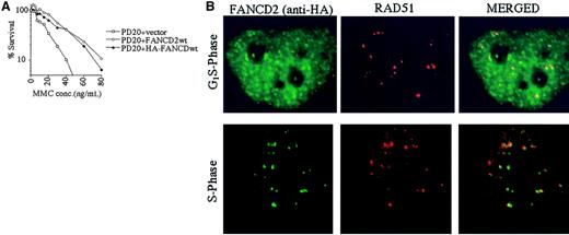 Fig. 5. Interaction of FANCD2 and RAD51 during S phase. / PD20 (FA-D2) cells were stably transfected with the cDNA encoding the amino terminal HA-epitope–tagged version of FANCD2. (A) Cells were examined for MMC sensitivity. (B) Cells were synchronized by the double-thymidine–block method, and synchrony was confirmed by FACS analysis (data not shown). Double-label immunofluorescence (IF) was performed with a murine monoclonal antibody to HA (HA.11; green) and a rabbit polyclonal antibody to RAD51 (Ab-1; red). Where green and red signals overlap, a yellow pattern is seen, indicating colocalization of FANCD2 and RAD51. Original magnification, × 600.