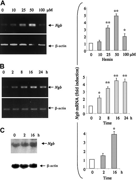 Fig. 1. Induction of. / Ngb mRNA expression by hemin. (A) HN33 cells were treated with hemin at the indicated concentrations for 24 hours and RT-PCR was used to detect Ngb mRNA expression (left), which was quantified by computer densitometry and normalized to the expression of β-actin (right). *P < .05, **P < .001 compared with 0 μM. (B) HN33 cells were treated with 50 μM hemin for the indicated times, and RT-PCR was used to detect Ngb mRNA expression (left), which was quantified by computer densitometry and normalized to the expression of β-actin (right). *P < .05, **P < .001 compared with 0 hours. (C) HN33 cells were treated with 50 μM hemin for the indicated times and Northern blotting was used to detectNgb mRNA expression (left), which was quantified by computer densitometry and normalized to the expression of β-actin (right). Data are representative blots (left) or mean ± SEM (right) from 3 experiments. *P < .001 compared with 0 hours.