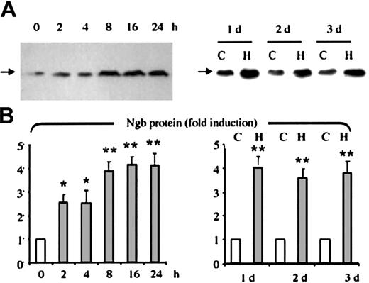 Fig. 3. Induction of Ngb protein expression by hemin. / HN33 cells were treated with 50 μM hemin for the indicated times (left, 0-24 hours; right, 1-3 days; C indicates control; H, hemin), and Western blotting was used to detect Ngb protein expression (panel A), which was quantified by computer densitometry (panel B). Data are representative blots (top) or mean ± SEM (bottom) from 3 experiments. *P < .05, **P < .001 compared with 0 hours (unfilled bar, left) or compared with cultures maintained for the same period without hemin (unfilled bars, right).