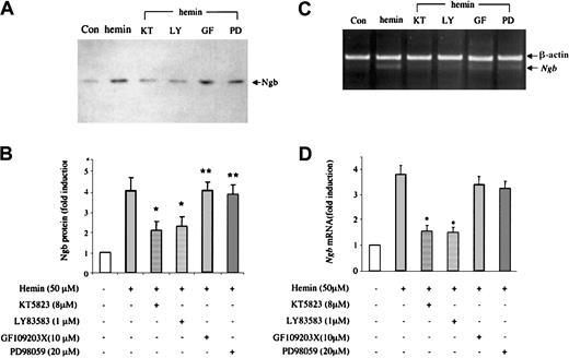 Fig. 4. Effect of protein kinase inhibitors on hemin-induced Ngb expression. / HN33 cells were treated for 1 hour with protein kinase inhibitors at the indicated concentrations and then with 50 μM hemin for 24 hours. Western blotting was used to detect Ngb protein expression (panel A), which was quantified by computer densitometry (panel B). Quantitative RT-PCR was used to detect Ngb mRNA expression (panel C), which was quantified by computer densitometry and normalized to the expression of β-actin (panel D). Data are representative blots (panels A, C) or mean ± SEM (panels B, D) from 3 experiments. Con indicates control; KT, KT5823 (PKG inhibitor); LY, LY83583 (sGC inhibitor); GF, GF109203X (PKC inhibitor); and PD, PD98059 (MEK inhibitor). *P < .05 compared with both control (unfilled bar) and hemin. **P < .001 compared with control (unfilled bar), but not with hemin.
