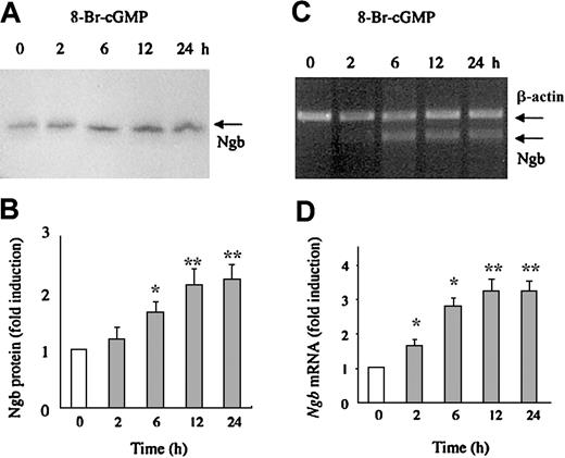 Fig. 5. Effect of 8-bromo-cGMP on Ngb expression. / HN33 cells were treated with 8-bromo-cGMP (10 μM) for 2, 6, 12, or 24 hours and Western blotting was used to detect Ngb protein expression (panel A), which was quantified by computer densitometry (panel B). Quantitative RT-PCR was used to detect Ngb mRNA expression (panel C), which was quantified by computer densitometry and normalized to the expression of β-actin (panel D). Data are representative blots (panels A, C) or mean ± SEM (panels B, D) from 3 experiments. *P < .05, **P < .001 compared with 0 hours (unfilled bar).