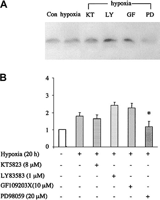 Fig. 7. Effects of protein kinase inhibitors on hypoxia-induced Ngb expression. / HN33 cells were treated with protein kinase inhibitors at the indicated concentrations for 1 hour, and then exposed to hypoxia (95% N2/5% CO2) for 20 hours. Western blotting was used to detect Ngb protein expression (panel A), which was quantified by computer densitometry (panel B). Data are representative blots (top) or mean ± SEM (bottom) from 3 experiments. *P < .05 for drug treatment compared with hypoxia alone.