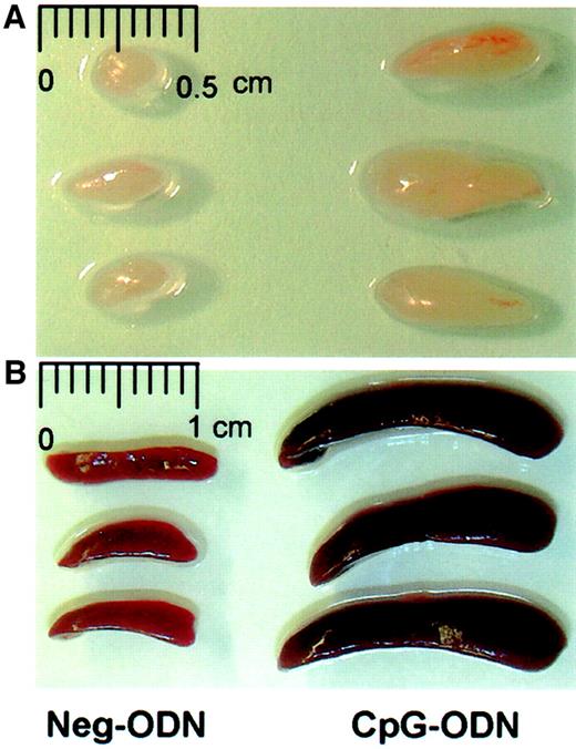 Fig. 1. Repeated administration of CpG-ODN induces lymphoadenopathy and splenomegaly. / C57BL/6 mice underwent 9 daily injections of CpG-ODN or Neg-ODN (lacking CpG motifs). One day after the last ODN injection the draining axillary lymph nodes (A) and spleens (B) were harvested and photographed.