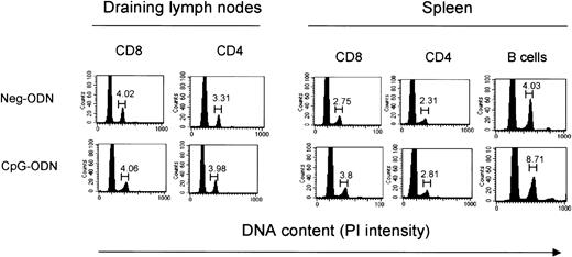 Fig. 2. CpG-ODN does not induce T-cell proliferation. / C57BL/6 mice underwent 9-day therapy with CpG-ODN or Neg-ODN. One day after the last ODN injection the draining axillary lymph nodes and spleens were harvested, stained, and analyzed via flow cytometry. Cell cycle analysis of various lymphocyte subsets was evaluated by double-staining of LN or spleen cells with specific antibodies and PI and gating on the CD8, CD4, or CD19 populations. Numbers above the gates indicate the percentage of cells with double the content of DNA, which initiated cell division.