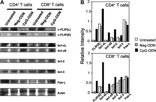 Fig. 7. CpG-ODN therapy alters the protein expression of apoptotic-related genes in T lymphocytes. / (A) CD4+ and CD8+ T cells were purified from untreated, CpG-ODN–treated, and Neg-ODN–treated mice one day after the final ODN injection. Total detergent cell lysates were used for Western blot analysis as described in “Materials and methods.” (B) Relative intensities were normalized to the corresponding actin intensity bands.