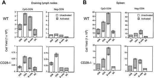 Fig. 8. CD28 is required for the CpG-ODN–induced expansion of CD4+and CD8+ T cells. / C57BL/6 mice and CD28−/− mice underwent 9 daily injections of CpG-ODN or Neg-ODN. One day after the last ODN injection, the draining axillary lymph nodes (A) and spleens (B) were harvested and analyzed by flow cytometry. The total numbers of naive/unactivated (CD44low) and memory/activated (CD44high) CD4+/CD3+ and CD8+/CD3+T cells, unactivated (CD80low) or activated (CD80high) CD19+ B cells, and unactivated (CD80low) or activated (CD80high) CD11c+ dendritic cells for each group were estimated. The total cell numbers in each organ were evaluated via trypan blue exclusion of viable cells on a hemocytometer. The total cell yield for each subset was calculated by multiplying the proportion of the corresponding group by the total number of live cells obtained per organ. The error bars represent the standard error of the means obtained from 3 separate experiments.