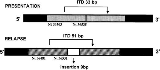 Fig. 2. The position of the FLT3/ITDs detected in one patient at presentation and relapse.