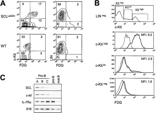 Fig. 1. Coexpression of SCL and the c-Kit receptor in hematopoietic precursors. / (A) Bone marrow cells from wildtype (WT) andSCLlacZ/w knock-in mice were stained with lineage markers (B220, Mac-1, TER119) and the c-Kit antibody, while the SCL locus activity was revealed by β-galactosidase staining with the fluorogenic substrate FDG. Left panels show the c-Kit receptor and FDG fluorescence in the lineage-negative population. Right panels show lineage markers and FDG fluorescence. Results are representative of 3 independent experiments. (B) High c-Kit levels correlate with strong FDG staining. Within the lineage-negative compartment, FDG fluorescence was analyzed in c-Kithigh, c-Kitint, and c-Kitneg populations. The MFIs of FDG staining on sorted SCLlacZ/wt bone marrow cells are indicated (thick line). FDG staining on WT bone marrow (thin line) was used as a negative control. Dead cells were excluded from analysis by propidium iodide staining. Results are representative of 3 independent experiments. (C) SCL and c-kit are coexpressed during B-cell differentiation. Bone marrow B-cell precursors from wild-type mice were purified by flow cytometry31 and gene expression was investigated by RT-PCR. Levels of interleukin receptor 7α (IL-7Rα) were determined to confirm the developmental stages of purified B cells, and S16 was used as a control for the amount of cDNA.