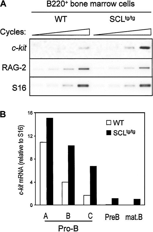 Fig. 2. In vivo SCL induction of c-kit gene expression in developing B cells. / Bone marrow–derived B220+ cells (A) or fractionated B-cell precursors (B) from SIL-SCL transgenic mice (SCLtg/tg) exhibit increased c-kit expression. B lineage cells from WT and SCLtg/tg were purified by flow cytometry,31 and gene expression was assessed by RT-PCR. RAG-2 expression was monitored to confirm the identity of purified B cells, and S16 was used as a control for the amount of cDNA. Thec-Kit mRNA levels were quantified by means of ImageQuant software (Molecular Dynamics, Sunnyvale, CA) and normalized with the use of S16 signals.